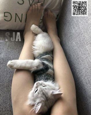 雷蒙·斯尼奇的不幸历险